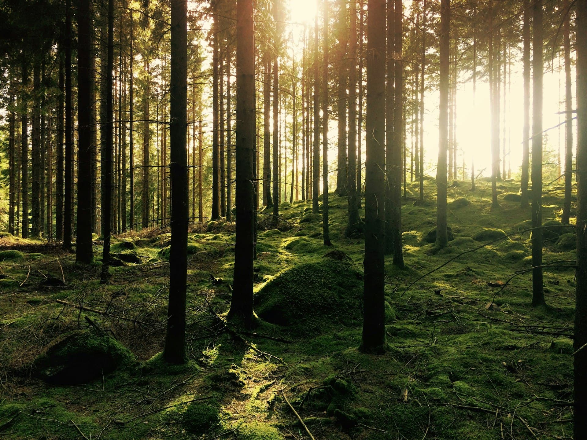 Dense Pacific Northwest old-growth forest, light filtering through mist and moss